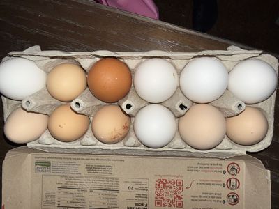 Fresh Chicken Eggs