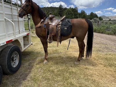 5 YR OLD GELDING - CAN DELIVER FOR A FEE