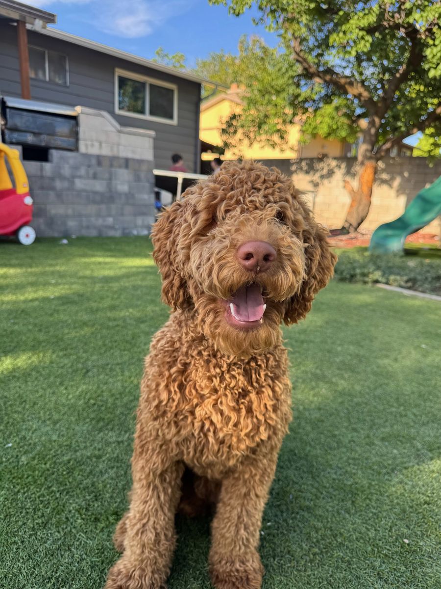 Goldendoodle Male Dog, 1-Year-Old, Rockie - Vaccinated, Friendly, Active, Needs Yard