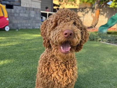 Goldendoodle Male Dog, 1-Year-Old, Rockie - Vaccinated, Friendly, Active, Needs Yard