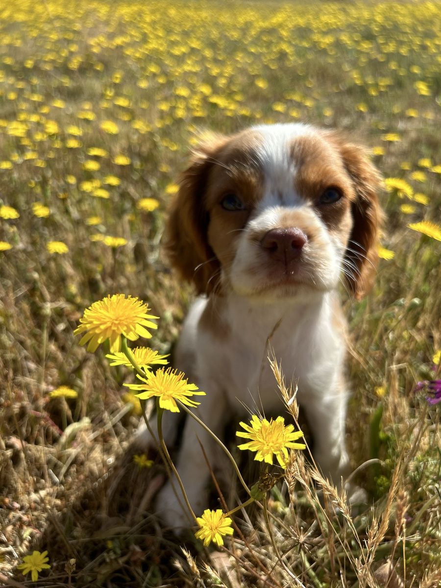 Cavalier King Charles Puppies COMING SOON!
