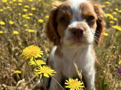 Cavalier King Charles Puppies COMING SOON!