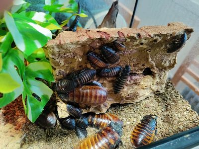 Madagascar Hissing Roaches