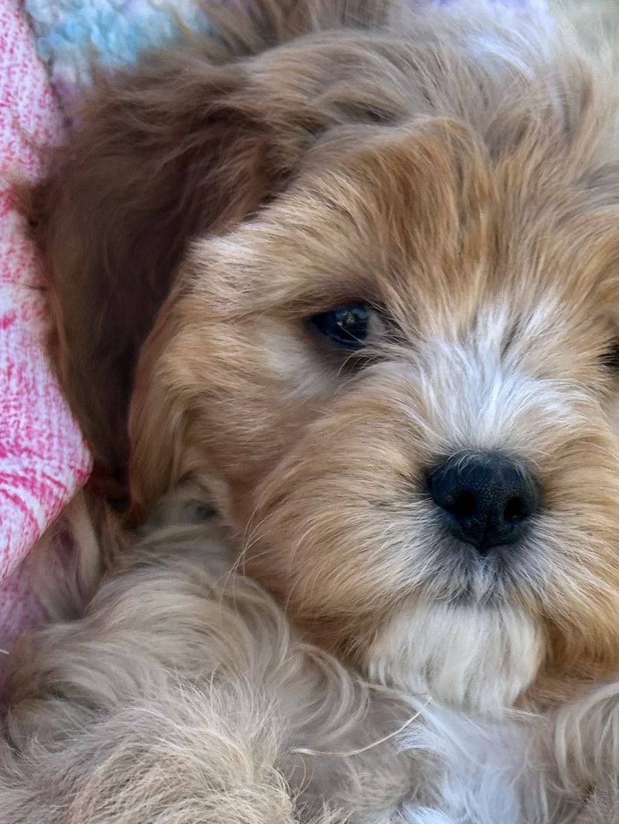 REDUCED!! Cavapoo  Cavadoodle Female Perfect Puppy
