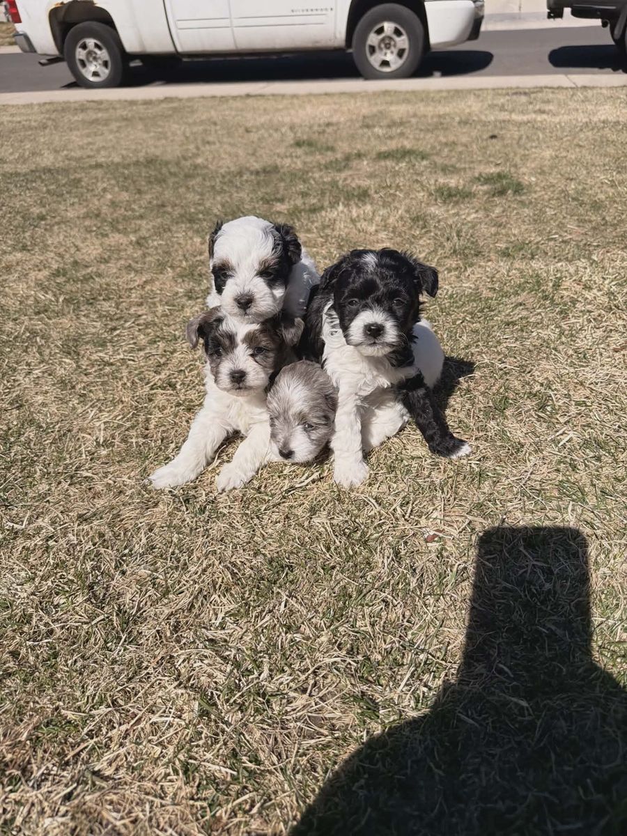 Trio Puppies ready For A New Home
