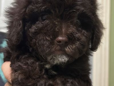 Maltipoo Puppies