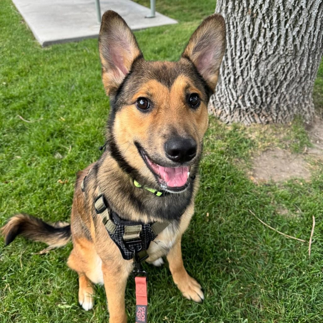Hello my name is Rocky