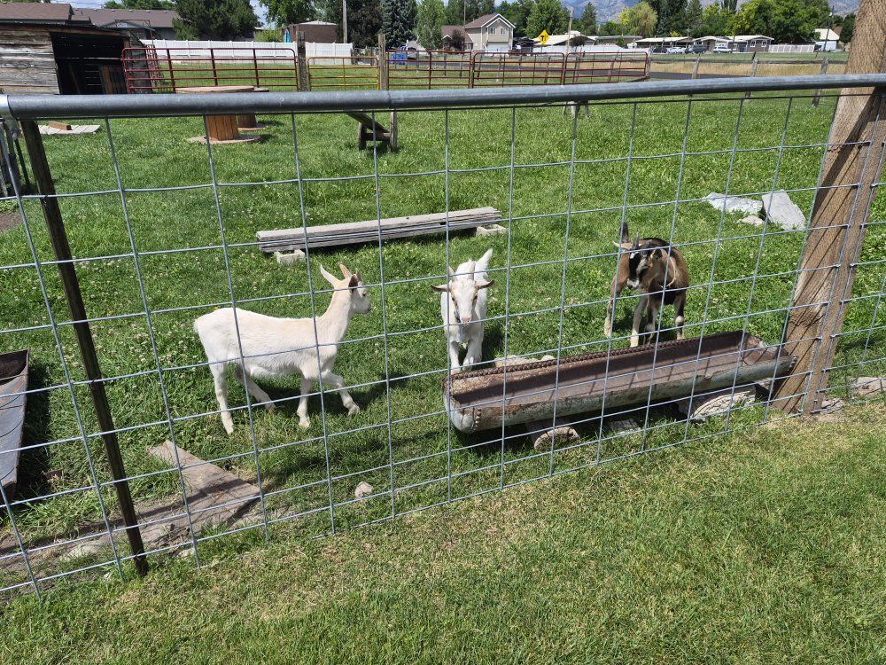 Billy Goats