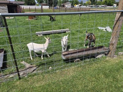 Billy Goats