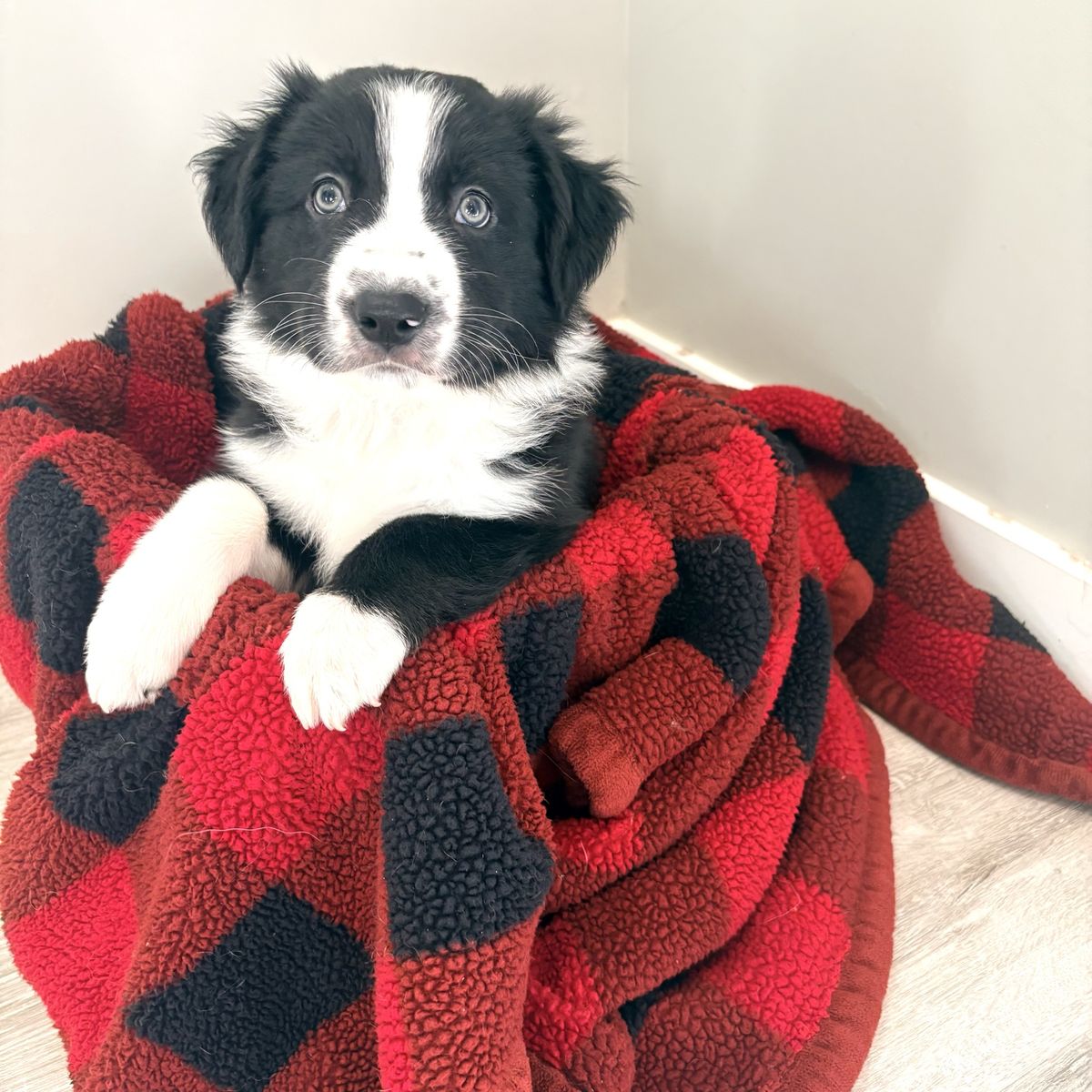 Border collie puppies
