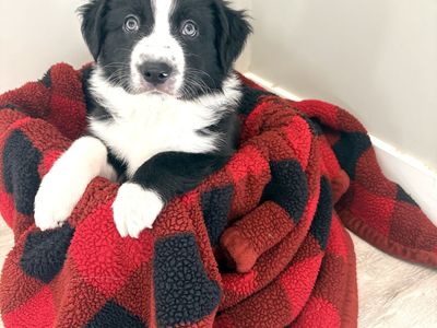 Border collie puppies