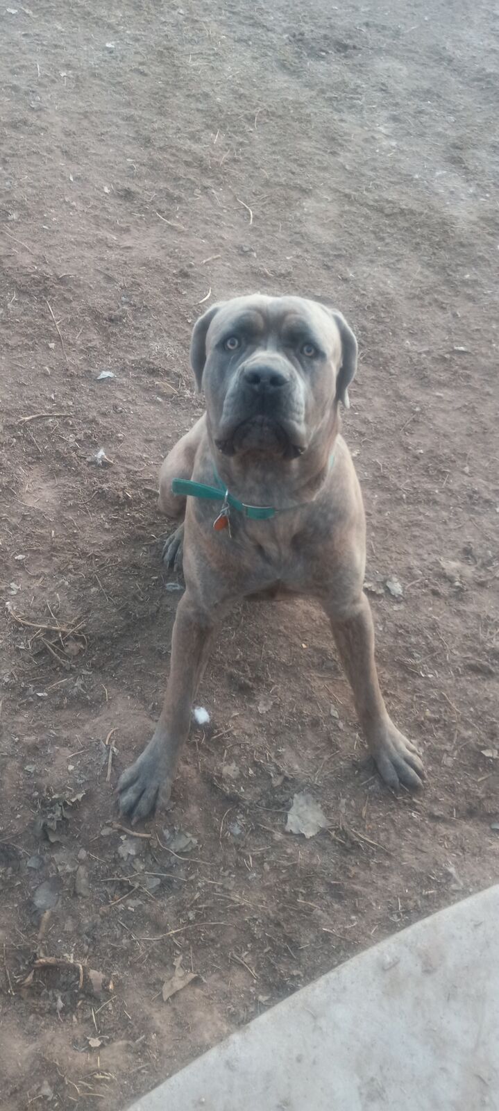 Cane Corso Re-home