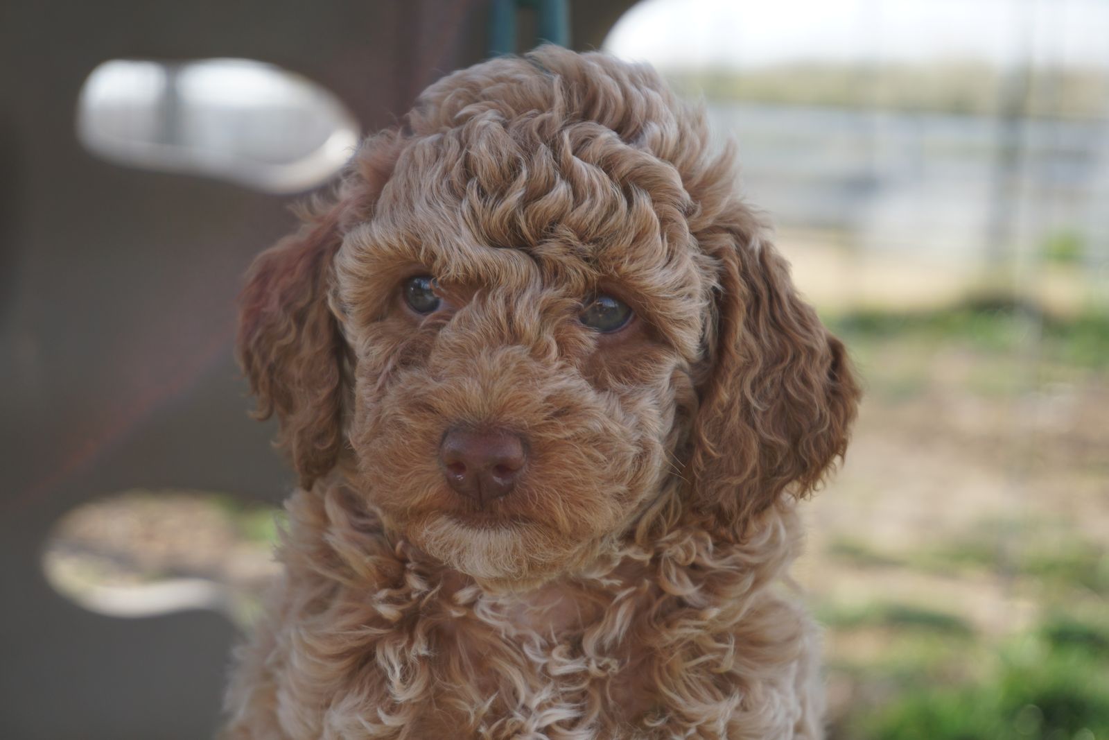 AKC Poodle