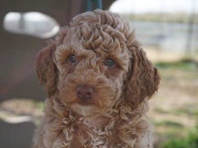 AKC Poodle