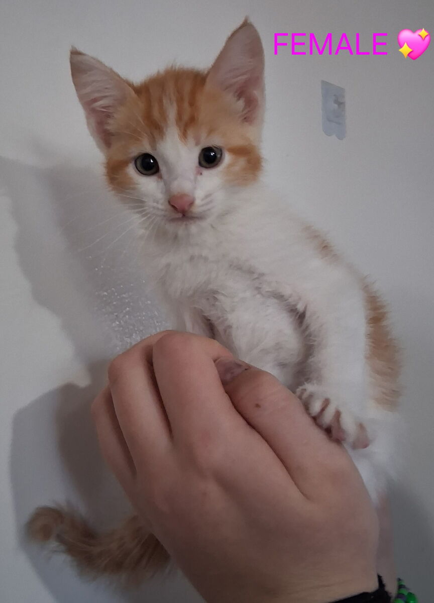 Kittens very rare orange and white female