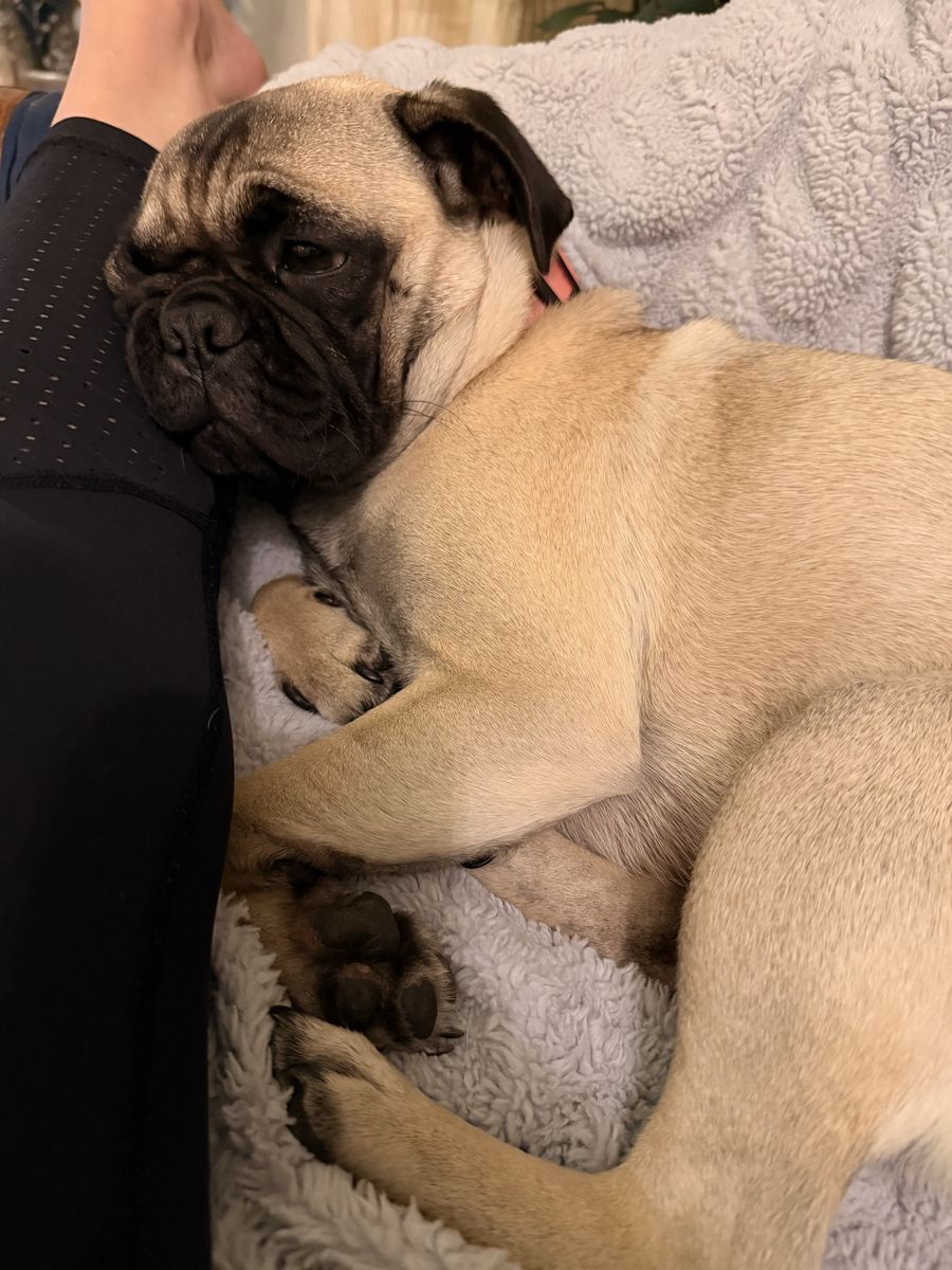 Purebred Pug Puppy - Friendly and Playful Companion