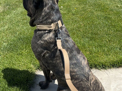 Rehoming my Cane Corso Stella to the right home.