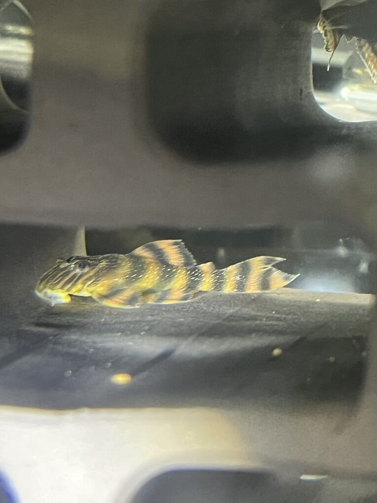 L397 Alenquer Tiger Plecos