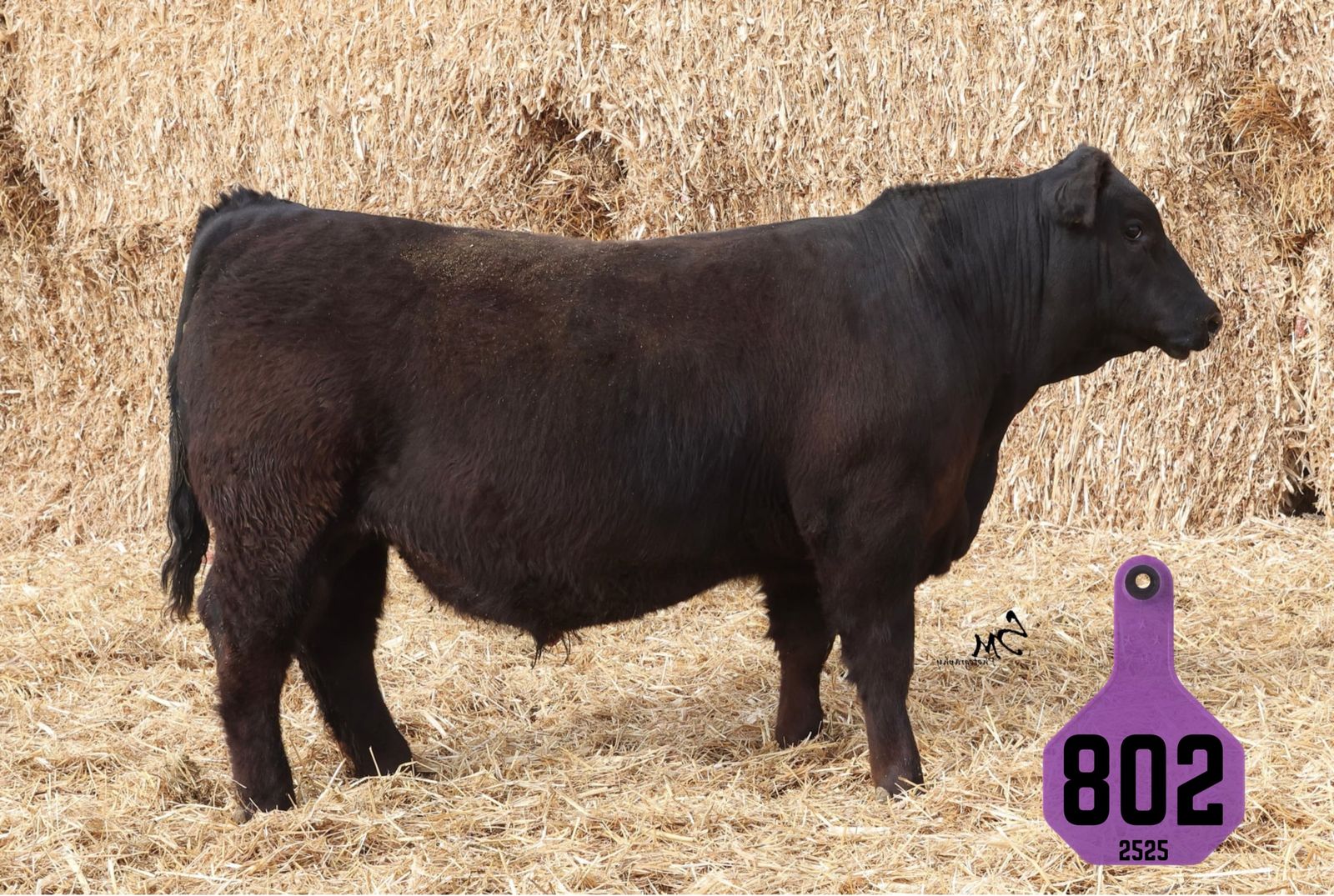 Registered SimAngus Bull