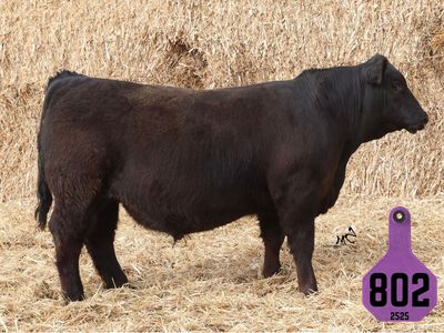 Registered SimAngus Bull