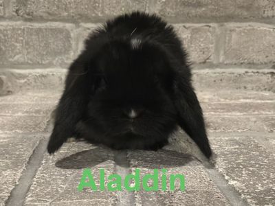 Super Cute Holland Lop Bunnies - Pedigreed