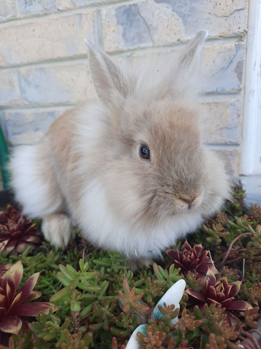Angora Mix Bunny