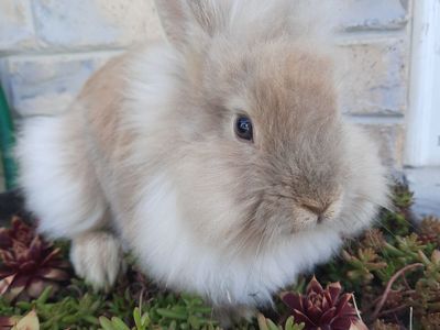 Angora Mix Bunny