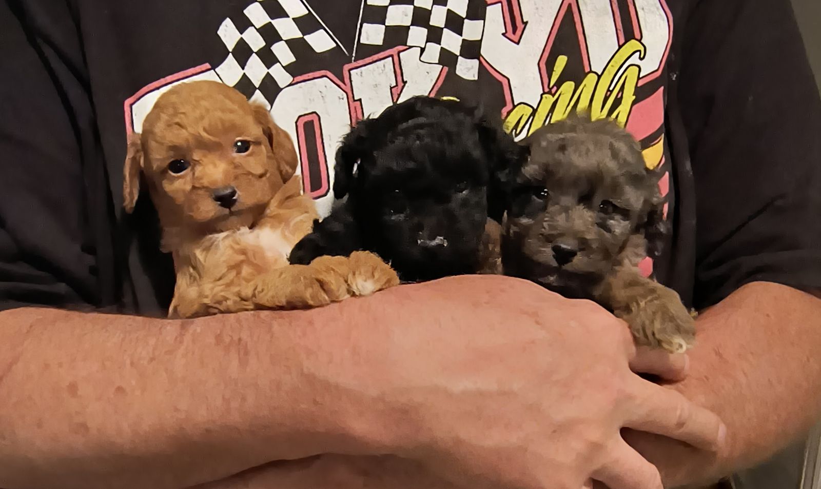 Tiny Multi-Generation Cavapoo Puppies. Poodle Cavalier