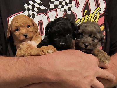 Tiny Multi-Generation Cavapoo Puppies. Poodle Cavalier