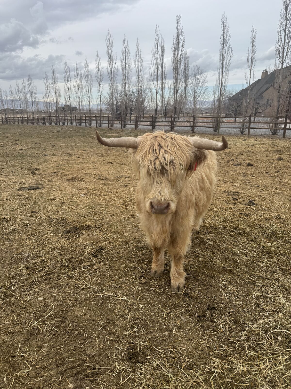 Scottish Highlander Bred cow