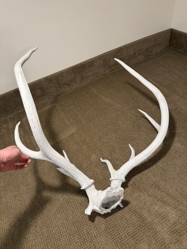 Elk Antler