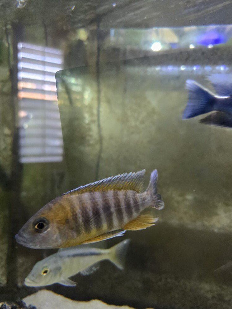 African Cichlid Eureka Red