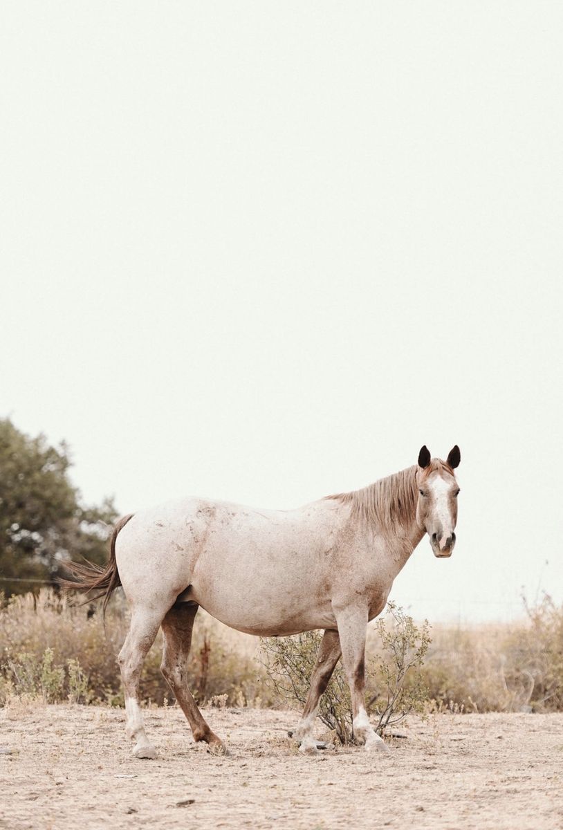 Roxy 11-Year-Old Red Roan Grade Mare - Pack Horse & Broodmare