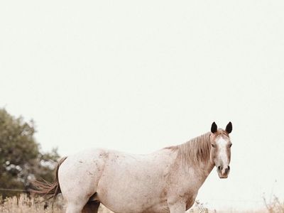 Roxy 11-Year-Old Red Roan Grade Mare - Pack Horse & Broodmare