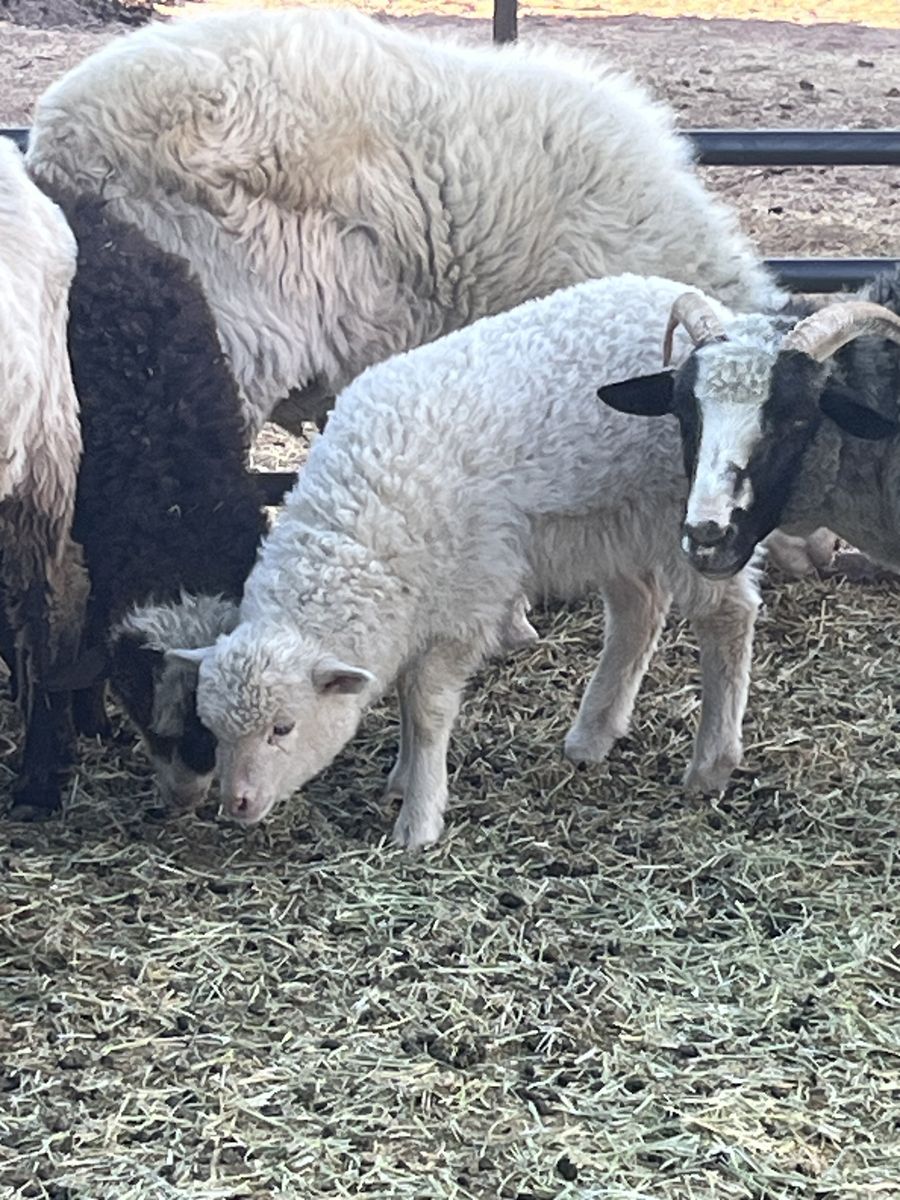 Ewe Lamb