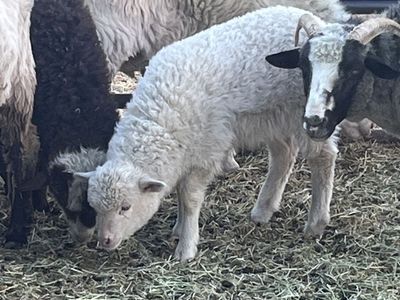 Ewe Lamb