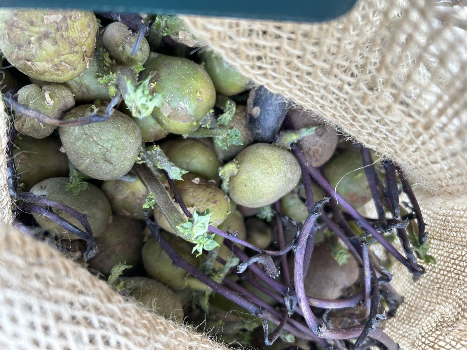 Organic Sprouted Seed Potatoes