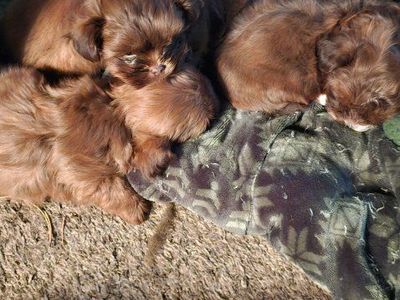 Shih Tzu puppies Ready Now. 2 girls left
