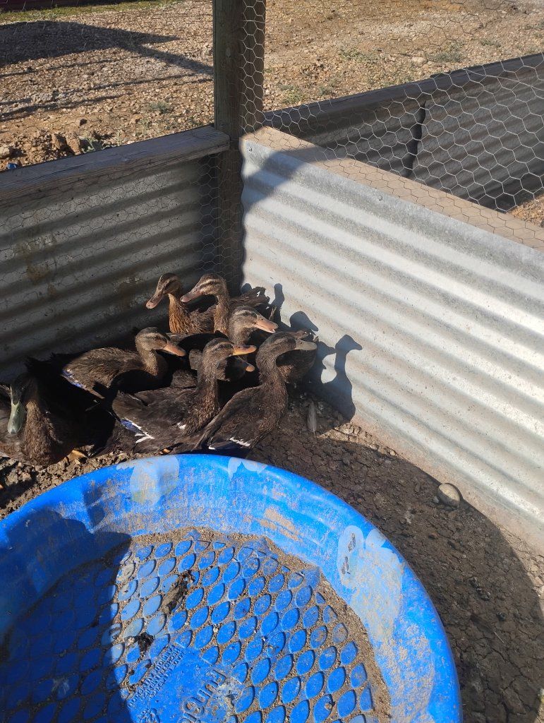 Mallard Ducks