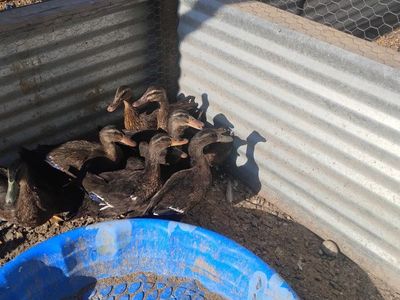 Mallard Ducks