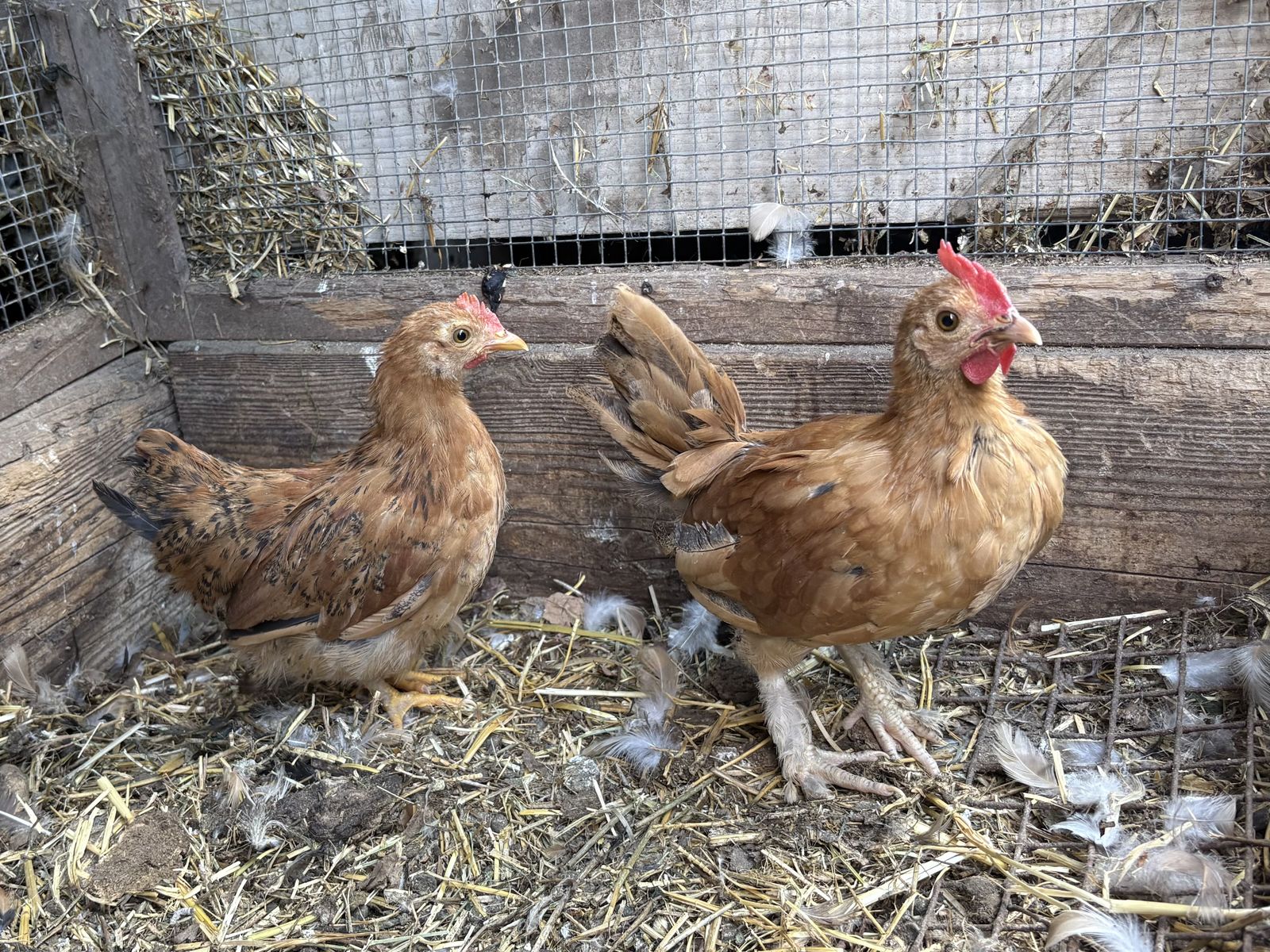 Free chicks
