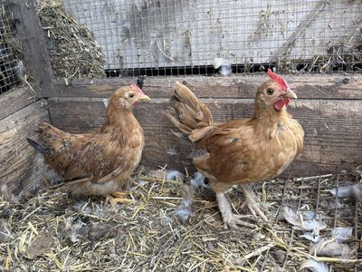 Free chicks