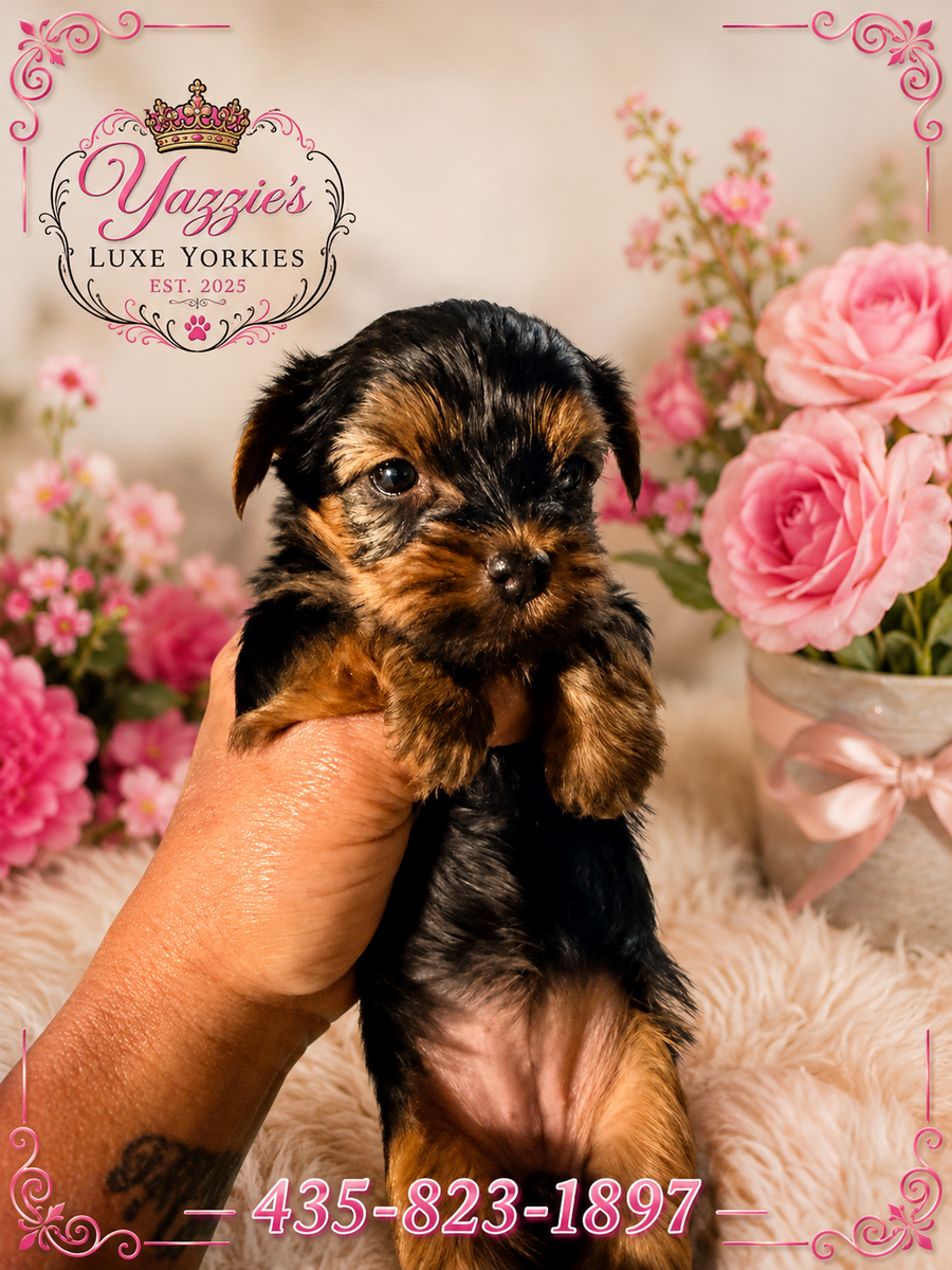 AKC Registered Yorkshire Terrier Puppies