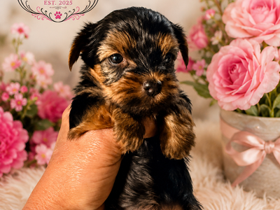 AKC Registered Yorkshire Terrier Puppies