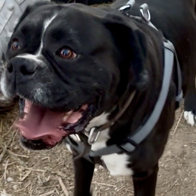 AKC European Boxer (Stud Only)!