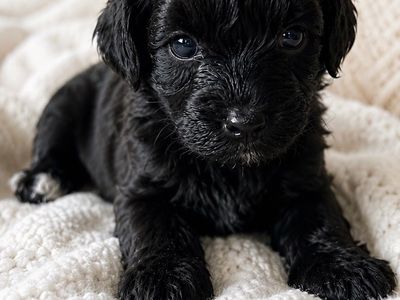 Full bread toy Schnoodle.