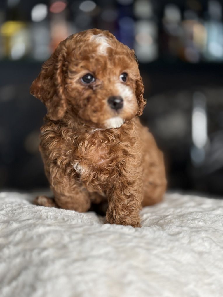 Trained Tiny Cavapoo Puppies