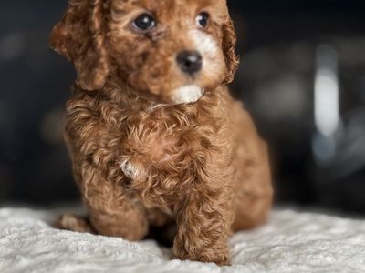 Trained Tiny Cavapoo Puppies