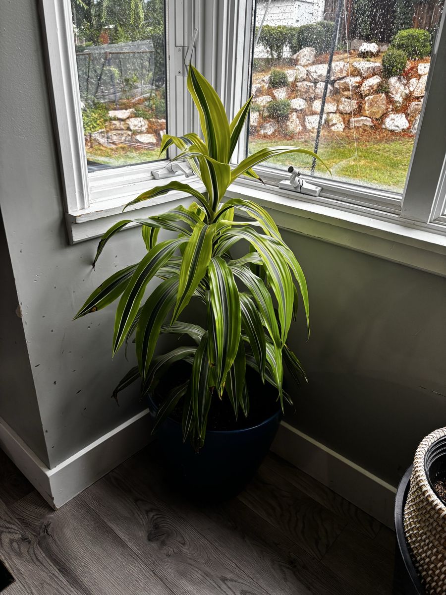 Real 48" Dracaena Potted Plant