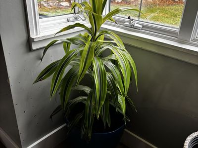 Real 48" Dracaena Potted Plant